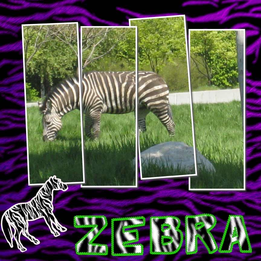 [zebra_web.jpg]