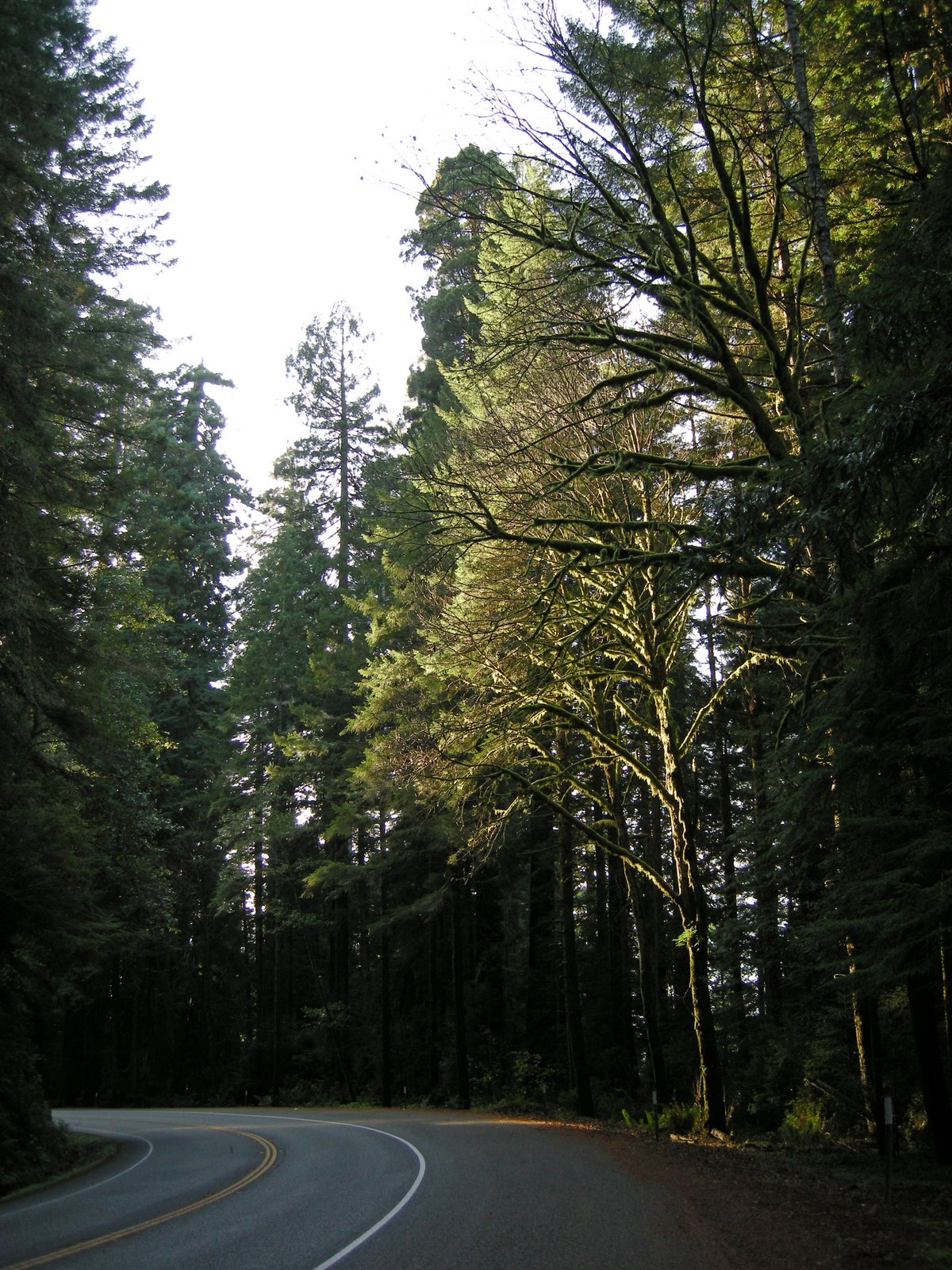 [Redwood+Hwy.jpg]