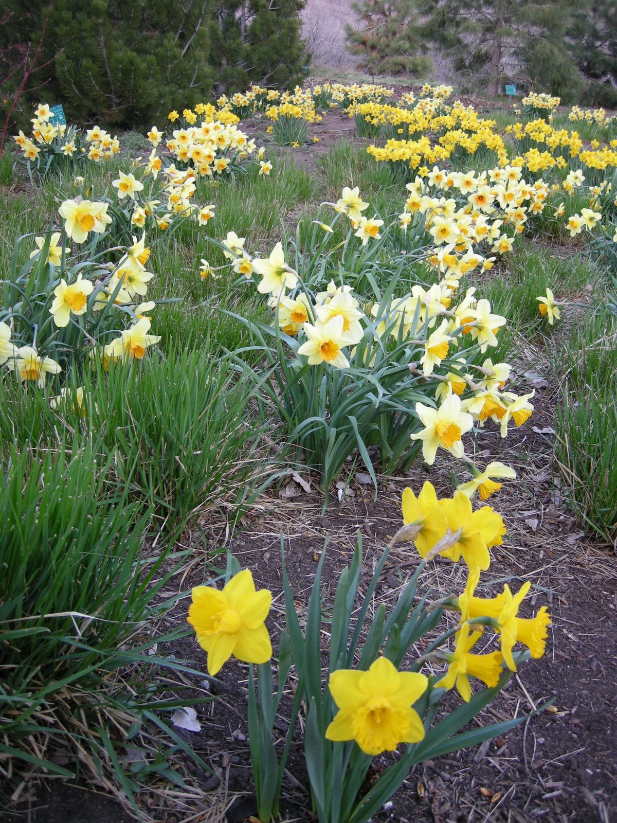 [daffodil+hill+(1).JPG]