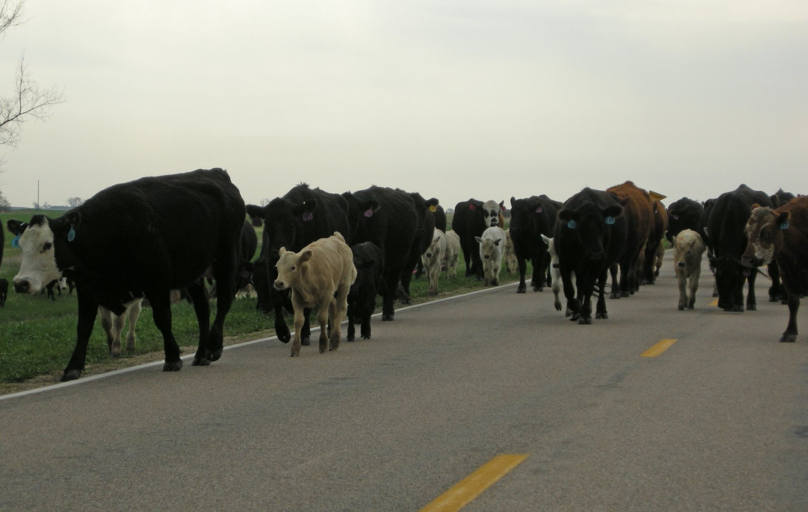 [NE+cows+on+road+(1).JPG]