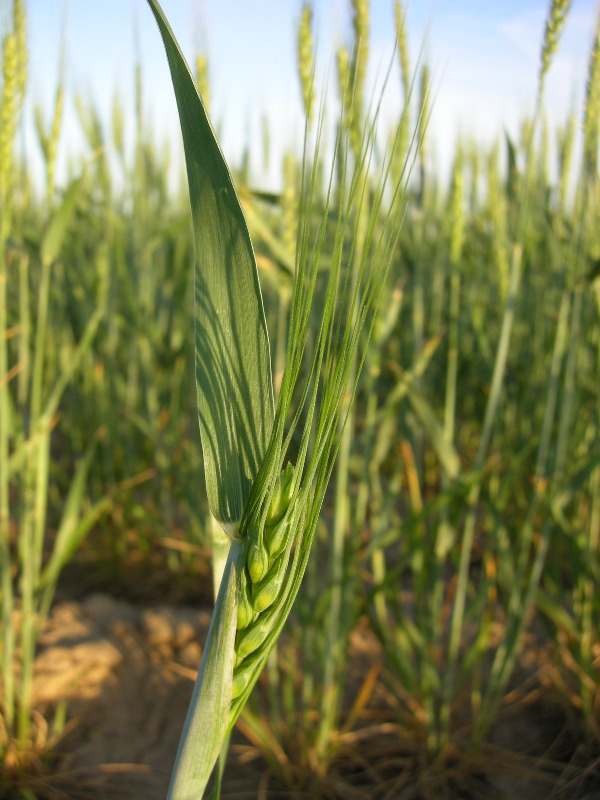 [SW+Kansas+wheat+grain.jpg]