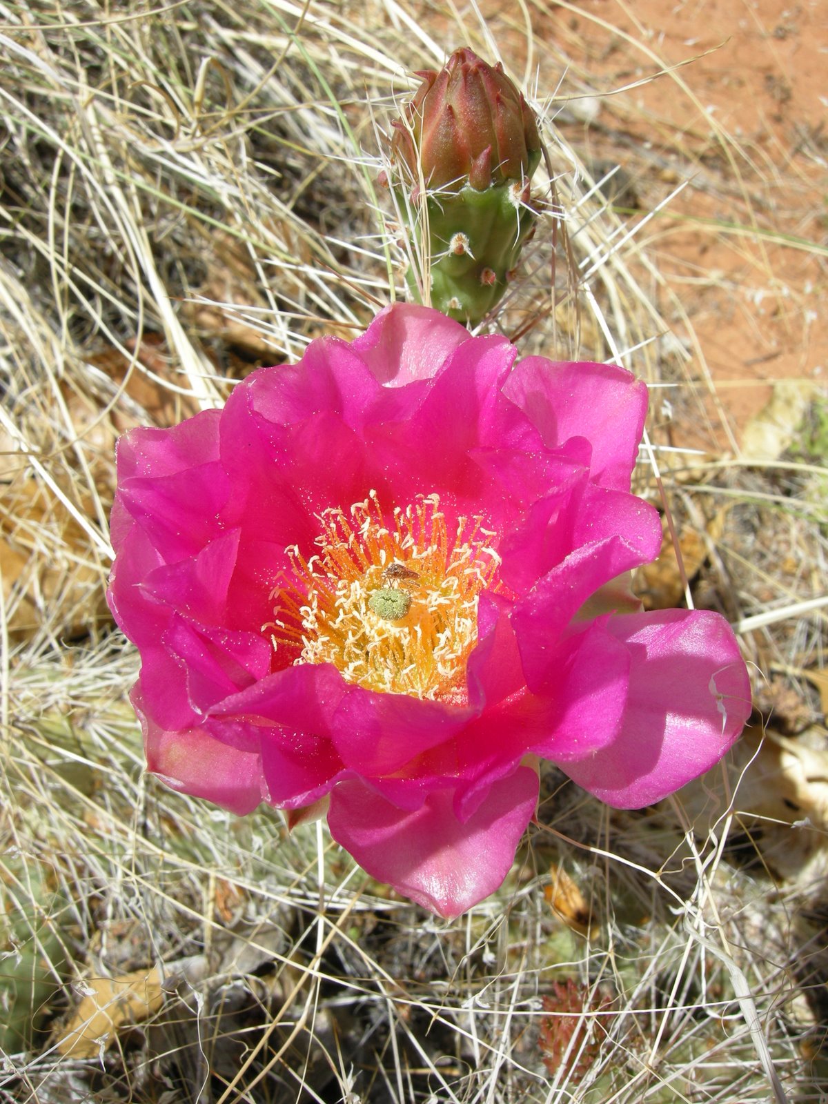 [pink+cactus+(1).JPG]