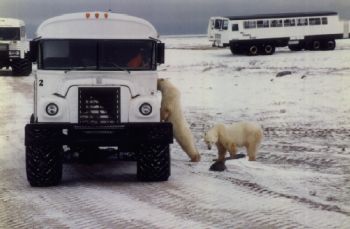 [Churchill-polar-bears.jpg]
