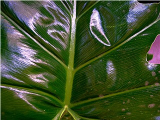 [augphilodendron.jpg]