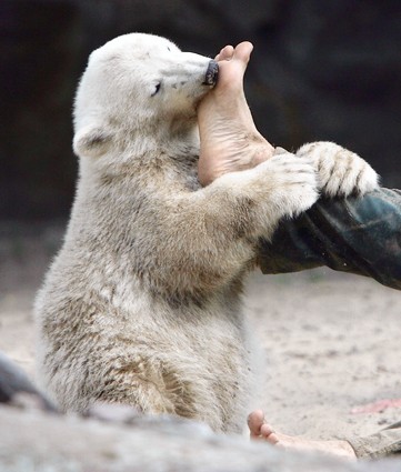 [Knut+Foot.jpg]