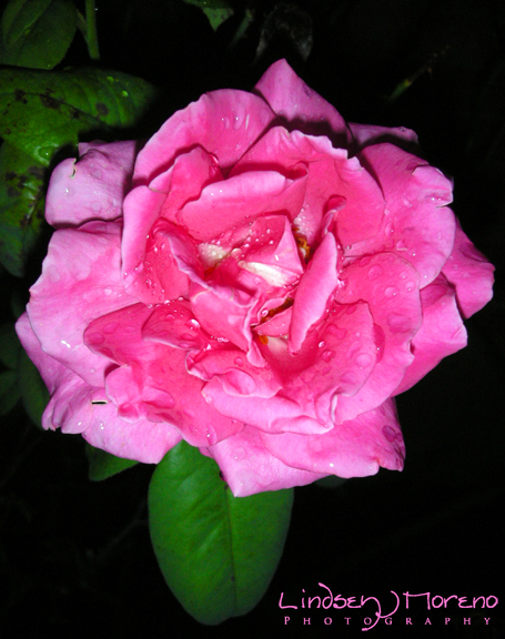 [rose+dark2.jpg]