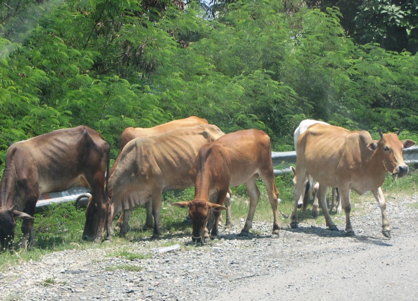 [Cows+in+Road.jpg]