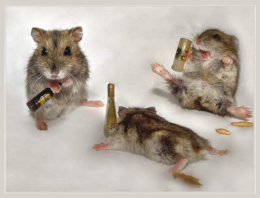 [Mouse_Party.jpg]