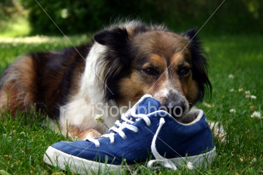 [dog_chewing_on_blue_shoe.jpg]
