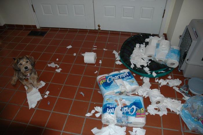 [Dog+with+mangled+toilet+paper+packages.jpg]