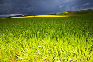 [green-field-of-grass-~-u13532428.jpg]