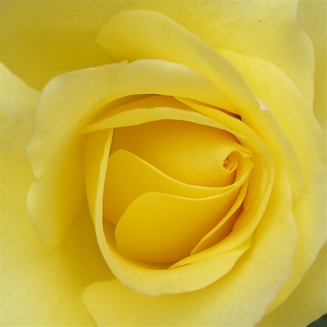 [Yellow+Rose.jpg]