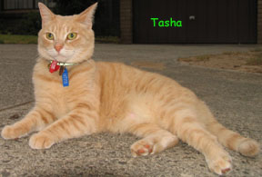[tasha+and+kitty.jpg]