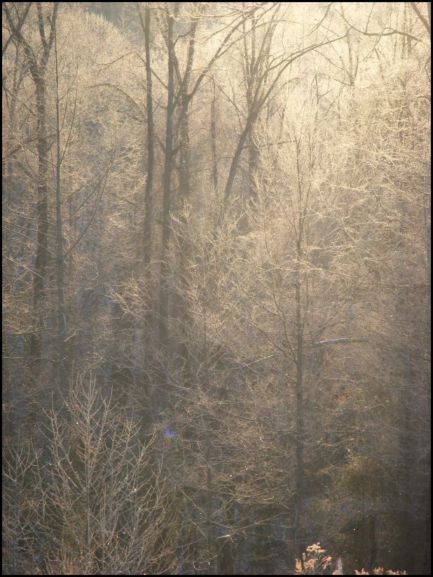 [Cold+trees.jpg]