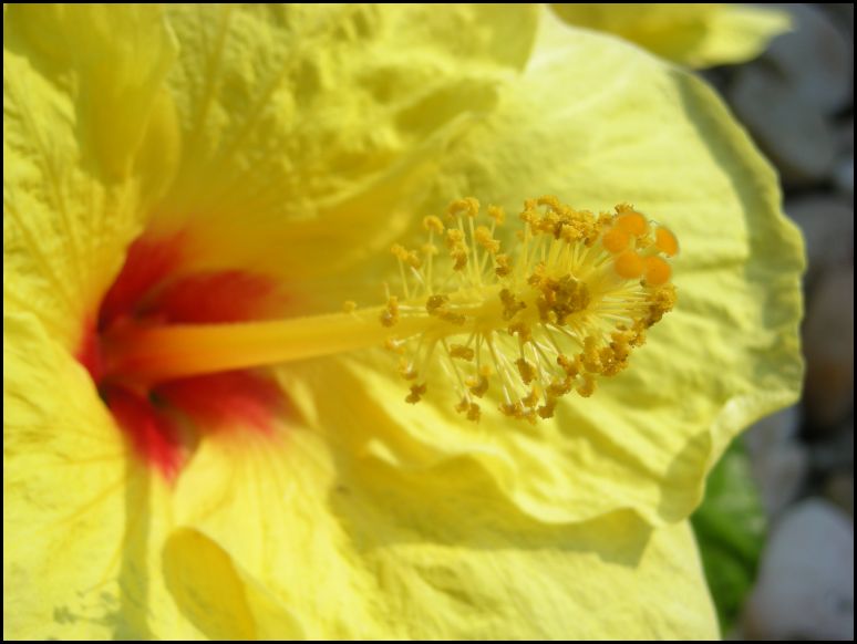 [Yellow+flower+2.jpg]