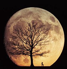 [moon+tree.bmp]