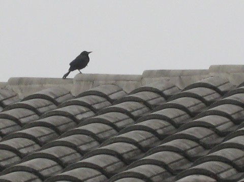 [bird+on+roof-+Medium+Web+view.jpg]
