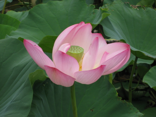 [Beautiful+Lotus+Blossom+1_1_1.JPG]