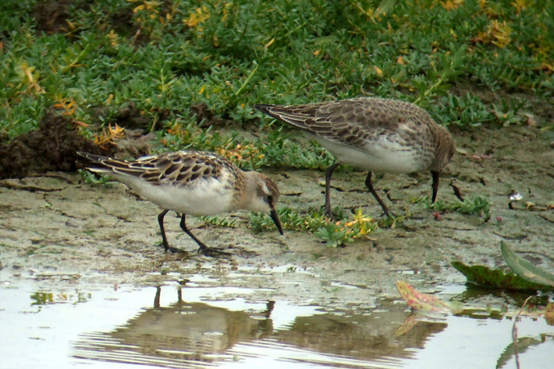 [Stint,+Little+with+Dunlin-Titchwell.jpg]