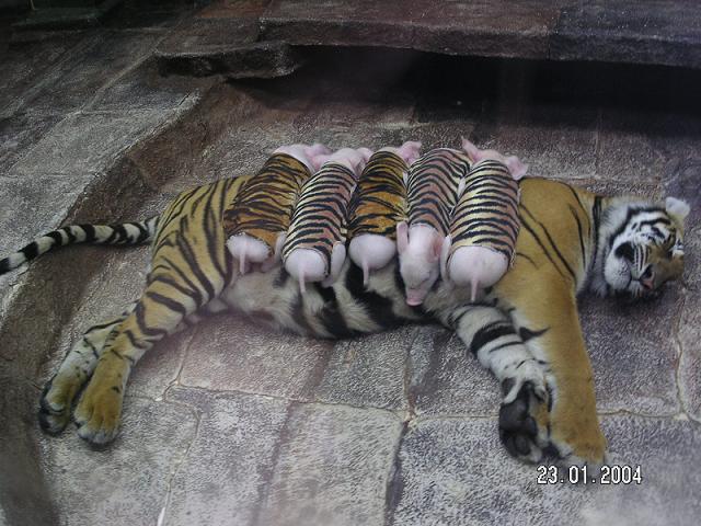 [momma+tiger+and+piglets]