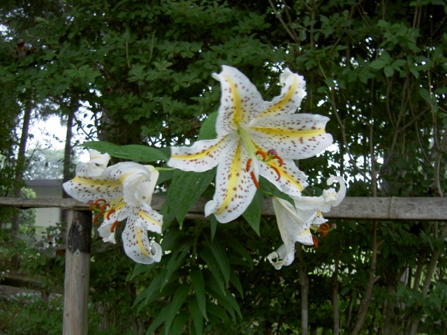 [2008-07-18++Golden-rayed+lily.jpg]
