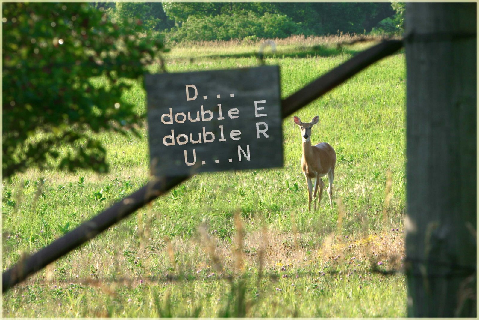 [Deer.jpg]