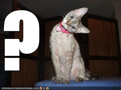 [lolcats-funny-pictures-questionmark.jpg]