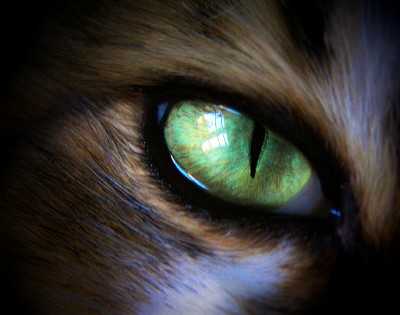 [Cats-Eyes-02[1].jpg]
