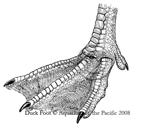 [duck-foot.jpg]