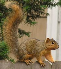 [Fox+Squirrel+by+Wikipedia.jpg]