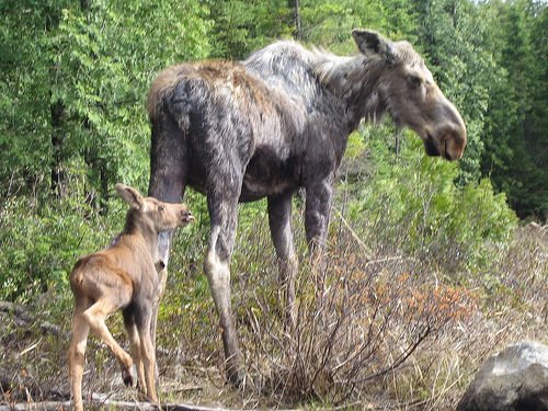 [moose+cow+with+calf+by+bobcatnorth.jpg]