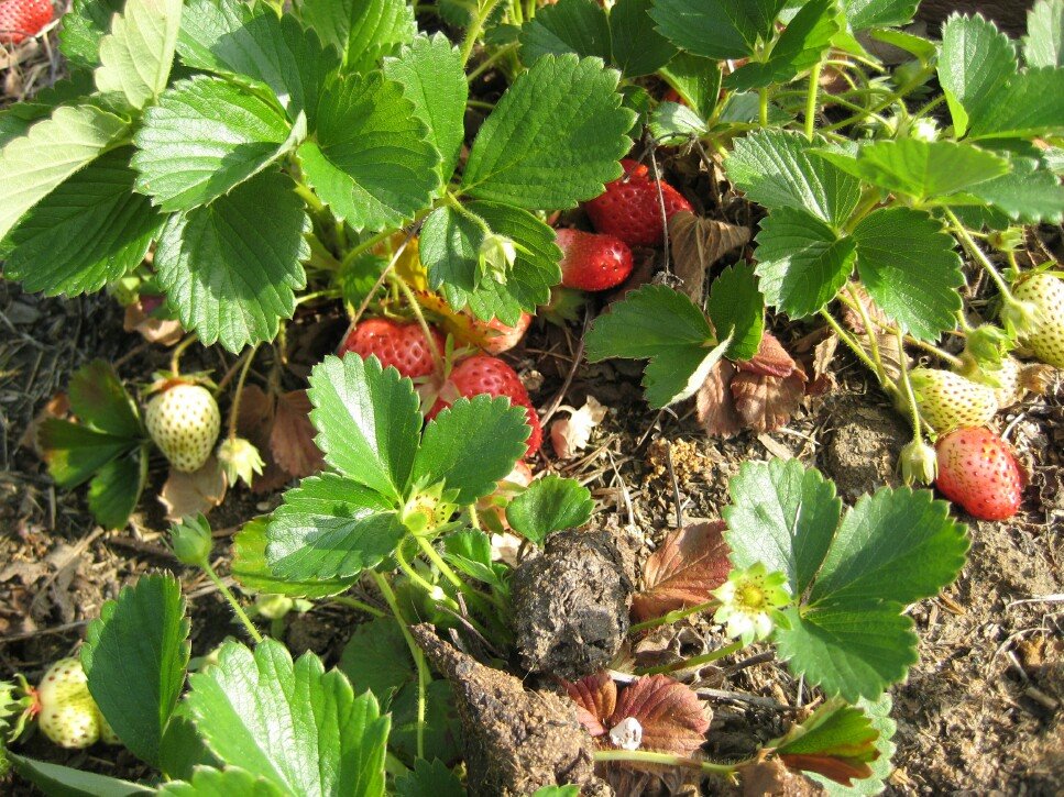 [Strawberries0508+002.JPG]