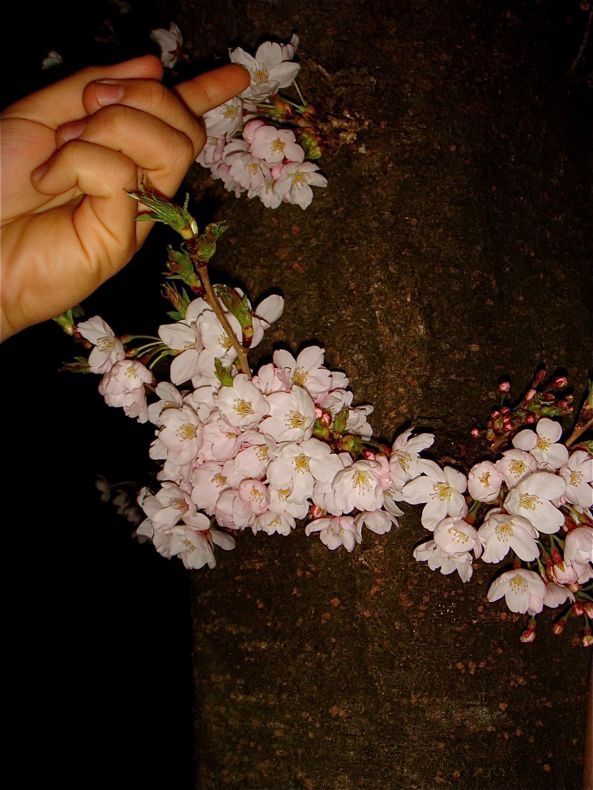 [close+sakura.JPG]