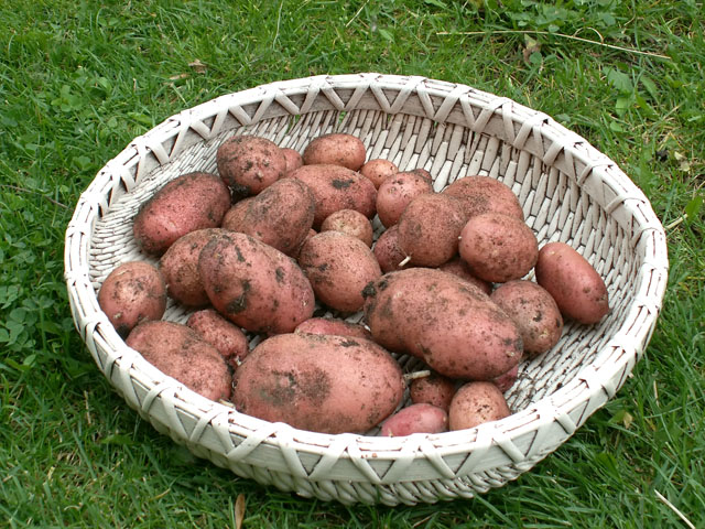 [potatis+i+korgen.jpg]