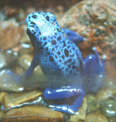 blue frog