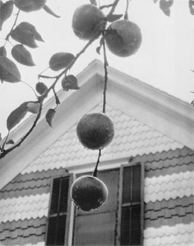 [apples-and-gable-1922.jpg]