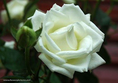 [white_rose-3.jpg]