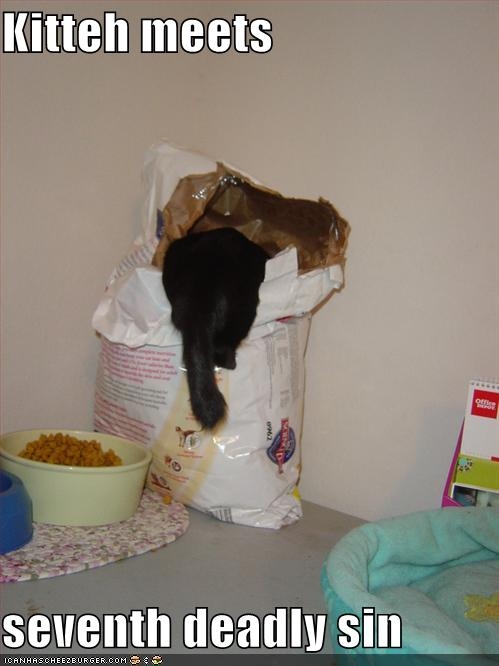 [funny-pictures-cat-in-food-bag.jpg]