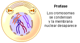 [prophase.gif]