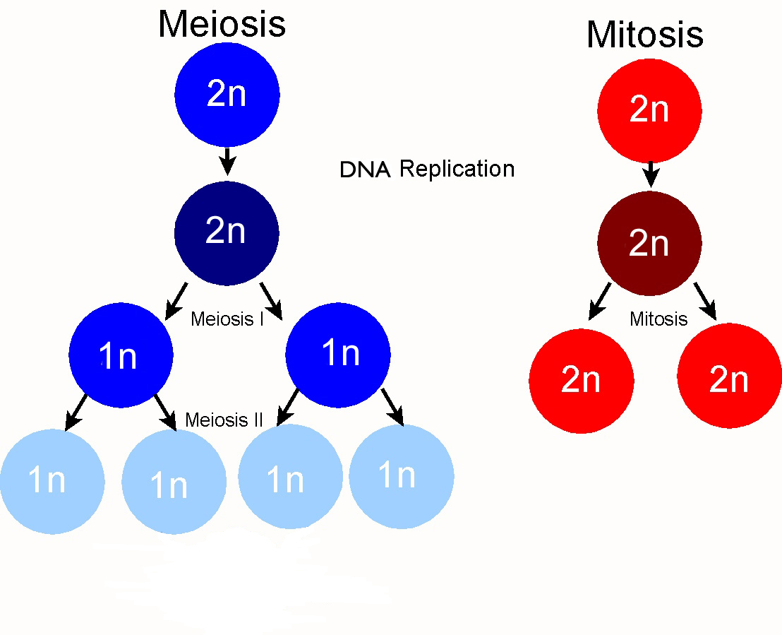[meiosis_mitosis.jpg]