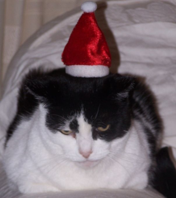 [happy+christmas+mean+cat.jpg]