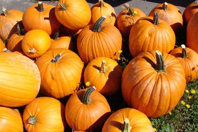 [pumpkins.JPG]
