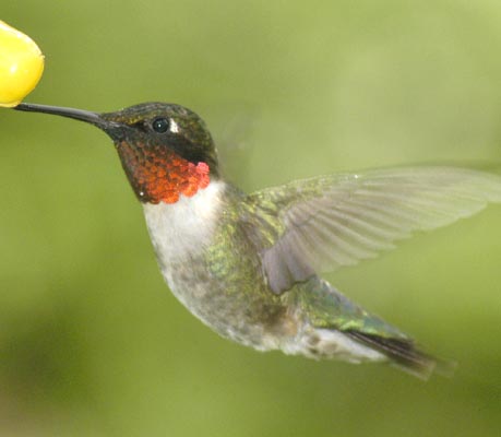 [ruby-throated_hummingbird.jpg]