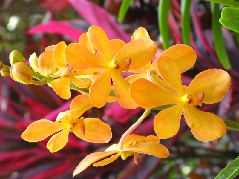 [singapore_orange_orchid.jpg]