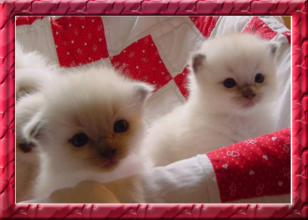 [Kittens2004Fr.jpg]