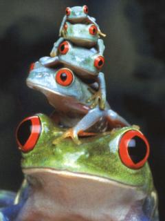 [Frog_1.jpg]