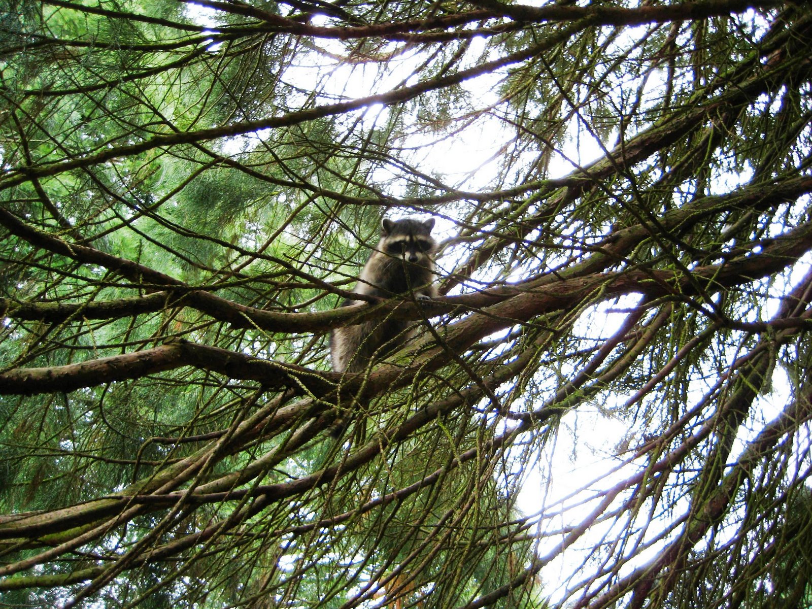[Raccoon+in+Sequoia.jpg]