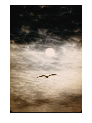 [106213~A-Silhouetted-Frigate-Bird-Takes-Flight-in-a-Stangely-Lit-Daytime-Sky-Posters.jpg]