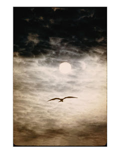 طالما... 106213~A-Silhouetted-Frigate-Bird-Takes-Flight-in-a-Stangely-Lit-Daytime-Sky-Posters