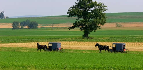 [Amish+buggies.JPG]